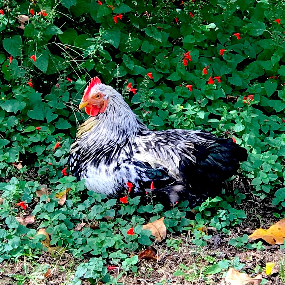 Meet your Posher, Posh